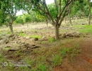 Die-Mangoplantage-in-Poura