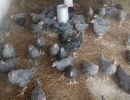 Perlhühner-und-deren-Eier-lassen-sich-gut-verkaufen