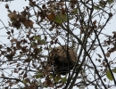 Nest