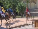 Pferde_20260802