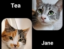 TeauJane