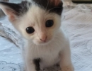 kleine