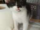 kleine3