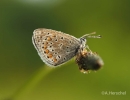 Schmetterling (A.Herschel)