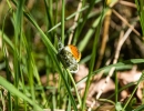 Schmetterling-(1-von-1)