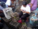 Market-2©Mehd-Halaouate-Birding-Indonesiaklein