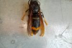 Viernheim: Asiatische Hornisse breitet sich weiter aus – Imker bittet um Mithilfe bei Nestersuche – Bienen-Feind auf dem Vormarsch