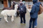 „Ein tierisches Erlebnis – PUSCH 8 der Alexander-von-Humboldt-Schule auf Lama- und Alpakawanderung“