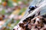 Frühlingserwachen  …den Wald erkunden für Eltern und Kinder