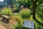 Museum Viernheim: Familienwerkstatt: Leben rund um den Teich entdecken Museum Viernheim: Familienwerkstatt: Leben rund um den Teich entdecken