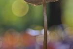 Herbstzauber durch die Linse: Gemeinsame Entdeckungsreise in die Natur Viernheim