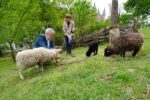 Bergsträßer Jahr der Streuobstwiese startet Nachbarschaft